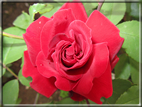 foto Rose